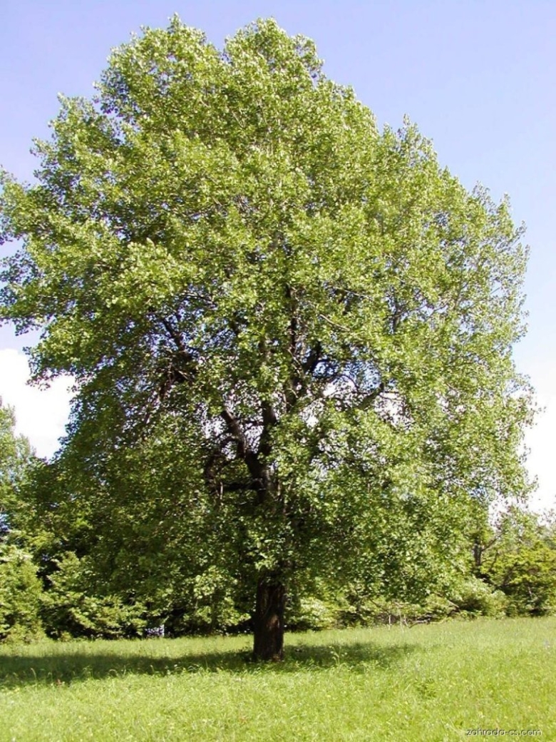 Осина обыкновенная