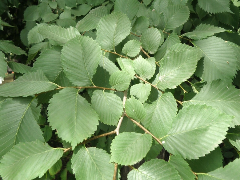 Вяз гладкий ulmus laevis