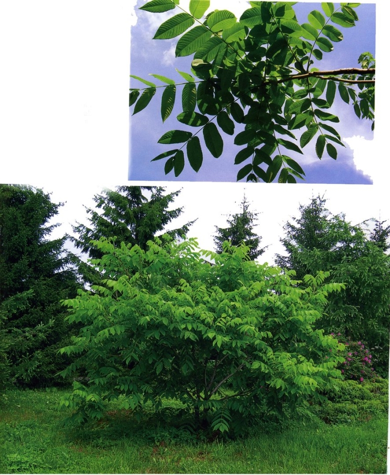 Орех маньчжурский juglans mandshurica