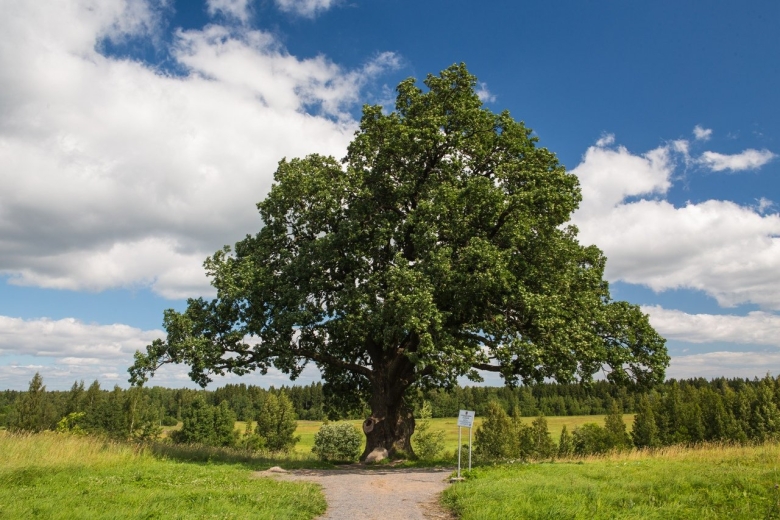 Дуб в Ириновке Ленинградская область