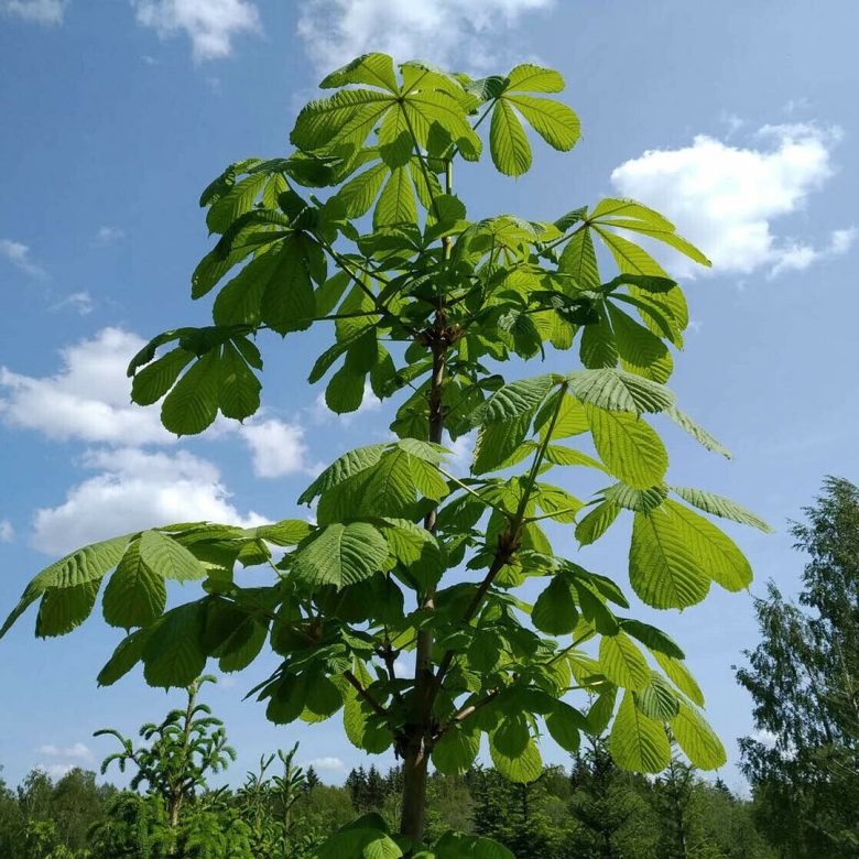 Конский каштан обыкновенный