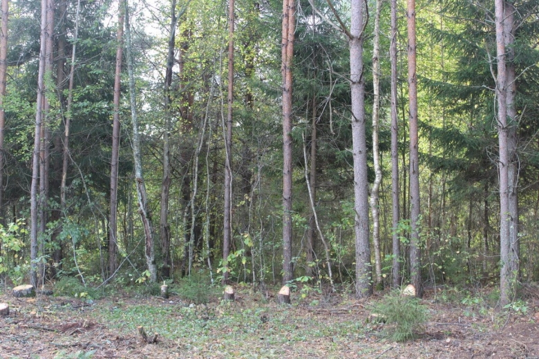 Вырубка леса Ленобласти