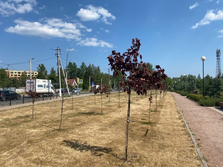 Аллея погибших деревьев