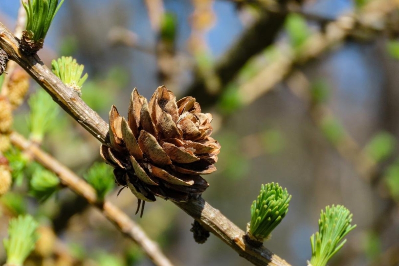 Цветение лиственницы