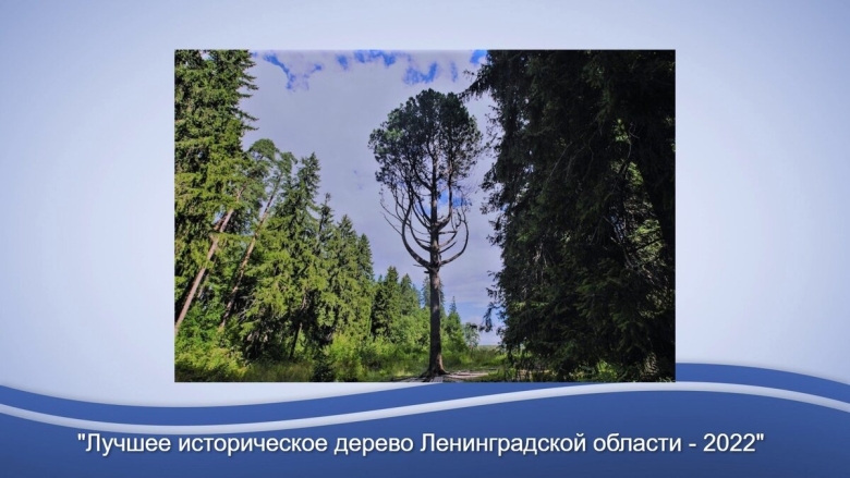 Главное дерево России