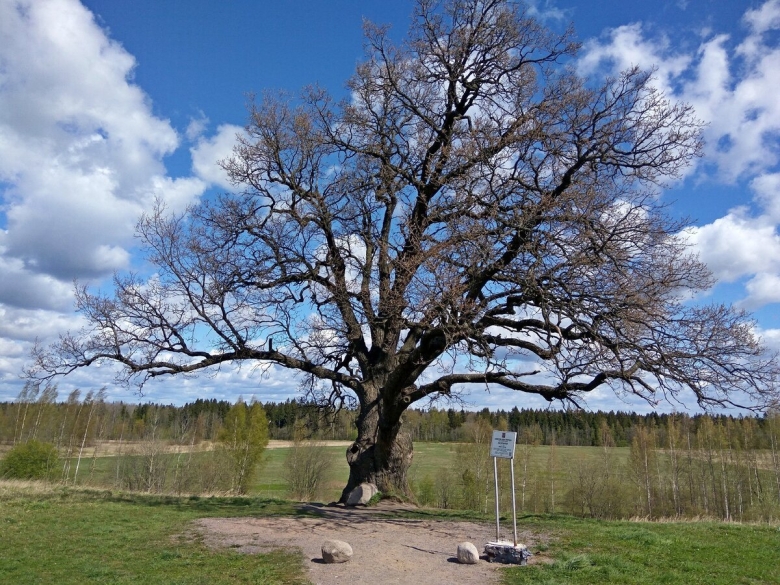 Дуб черешчатый ириновка
