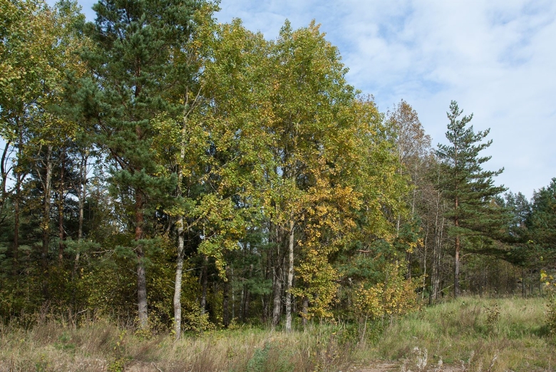 Сосново-березово-осиновый лес