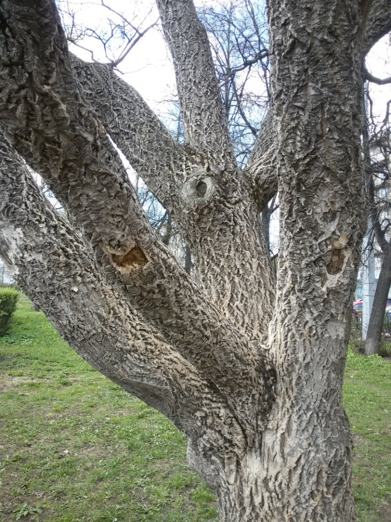Дерево бархат амурский