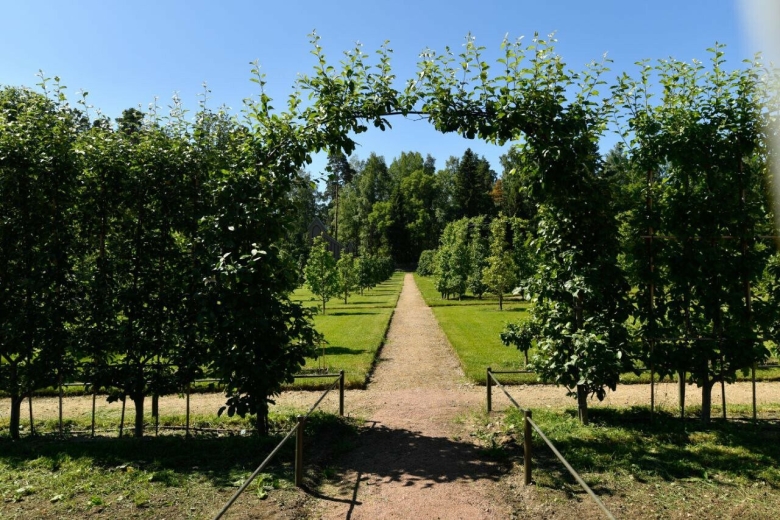 Деревья Ленинградской области