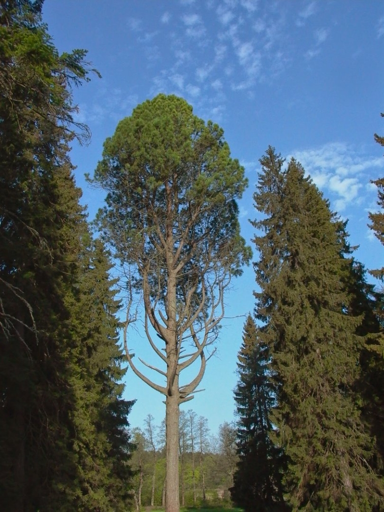 Сосна Лира парк Монрепо