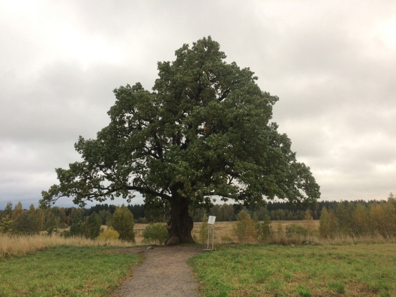 Черешчатый дуб в Ириновке