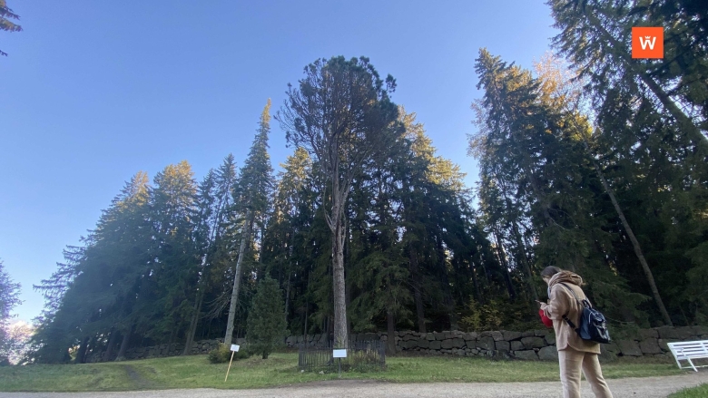 Кедр Лира в Монрепо