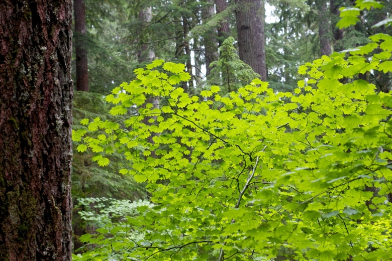 Подлесок кустарниковый ярус