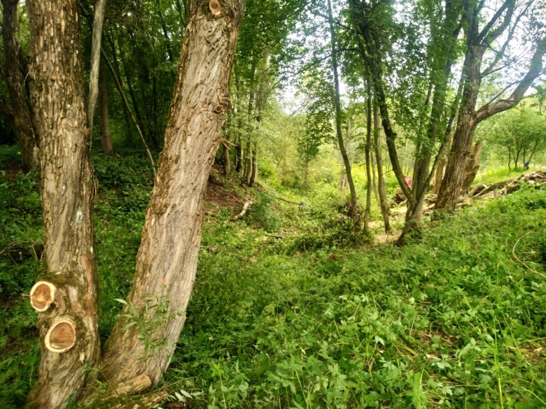 Лиственные деревья Ленинградской области