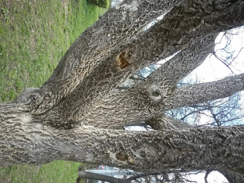 Странные деревья