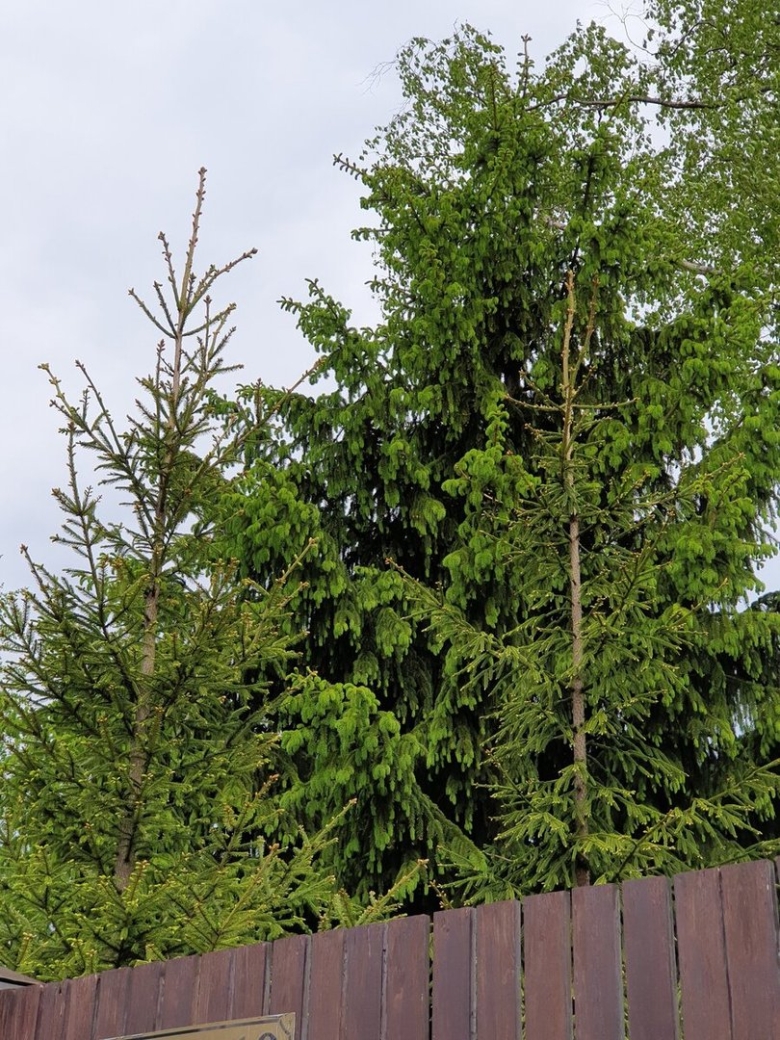 Ель сербская picea omorika