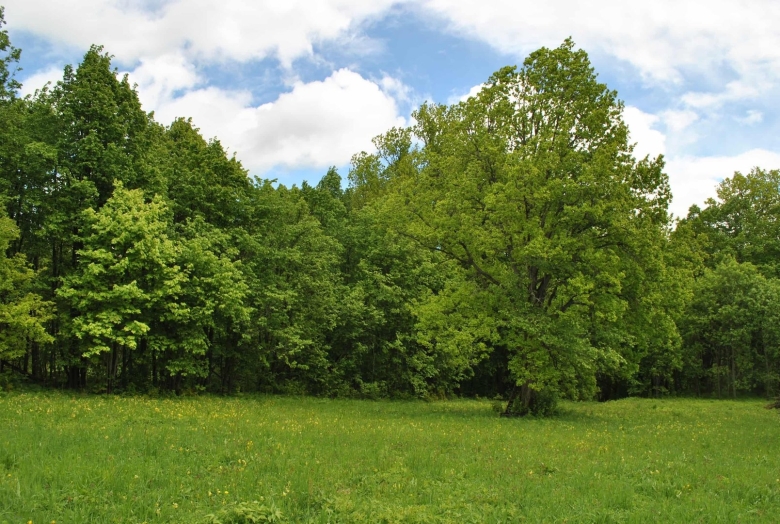Липа в широколиственном лесу