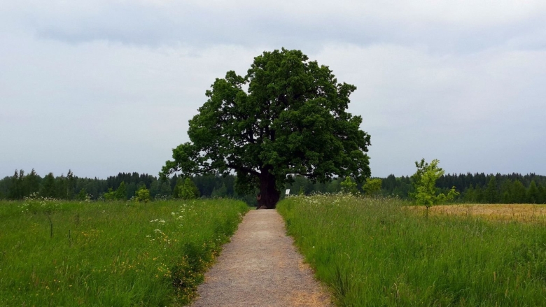 Дуб черешчатый Ириновка Ленинградская область