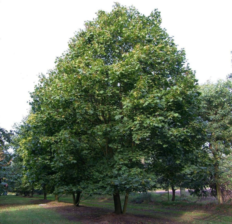 Клён остролистный платановидный