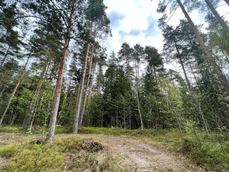 Станция Лесное Гатчинский район