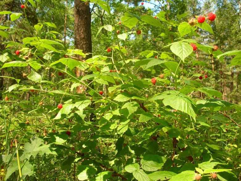 Дикорастущие кустарники России