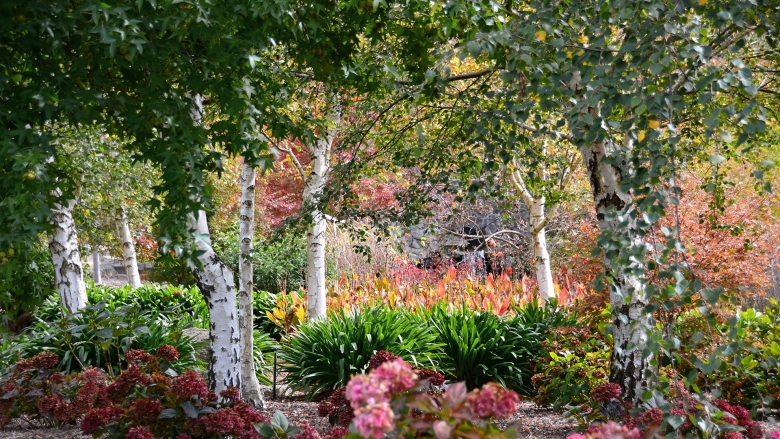 Береза в ландшафтном дизайне