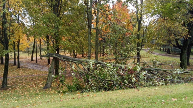 Лесопарк Северный Пушкино