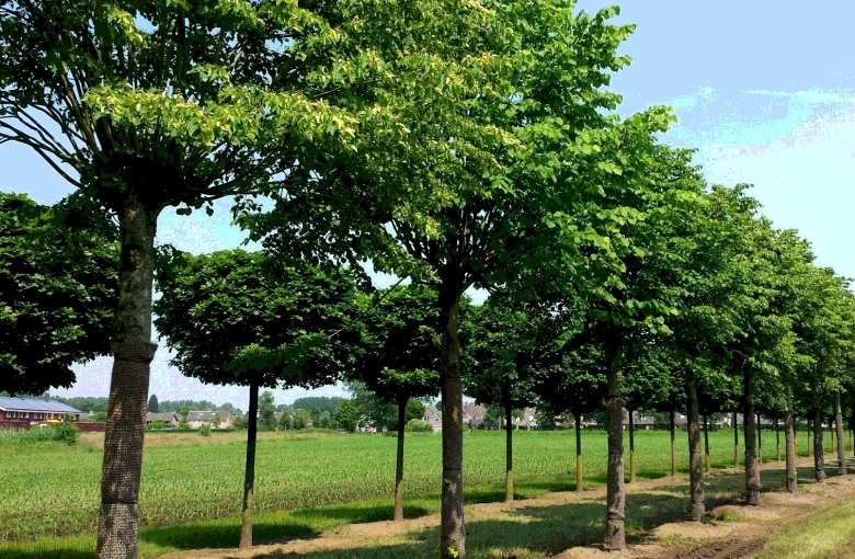 Липа мелколистная Tilia cordata