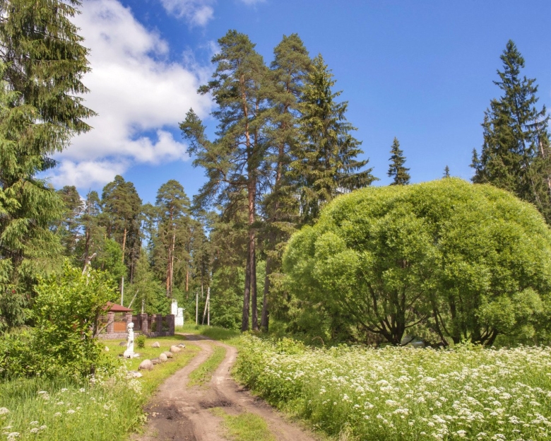 Сосновый лес в Ленинградской области