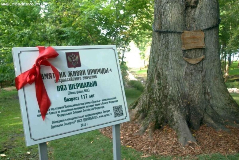 Деревья памятники живой природы