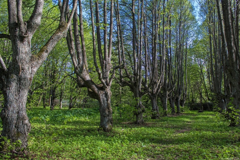 Усадьба купца Елисеева Белогорка