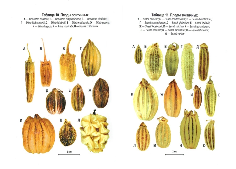 Вислоплодник плод