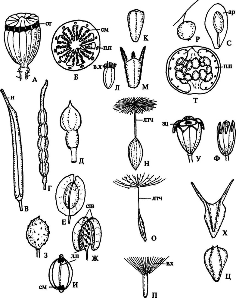 Коробочка мака Тип гинецея