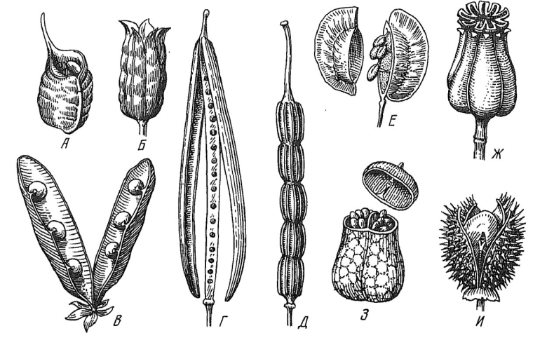 Плод стручок плод коробочка