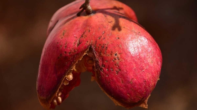 Плод у граната гранатина