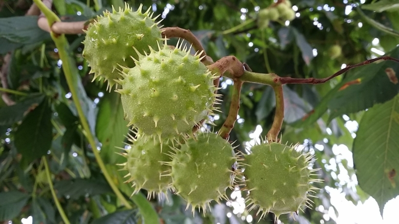 Каштан зеленый с колючками