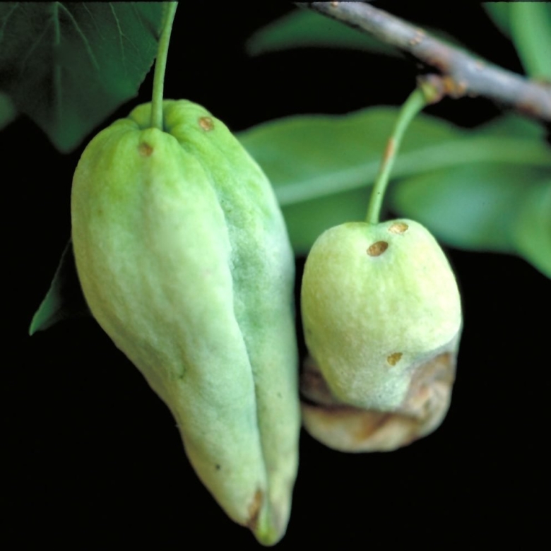 Тафрина сливовая-кармашки слив