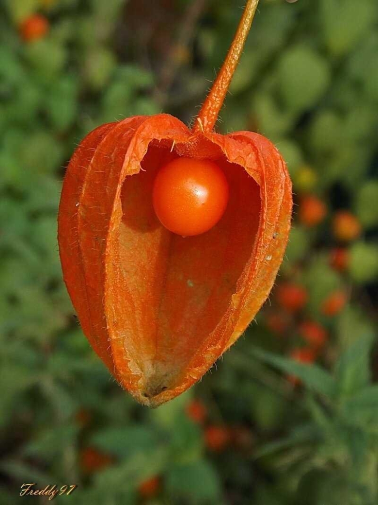 Физалис Пасленовые