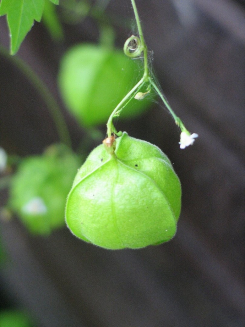 Кардиоспермум халикакабский