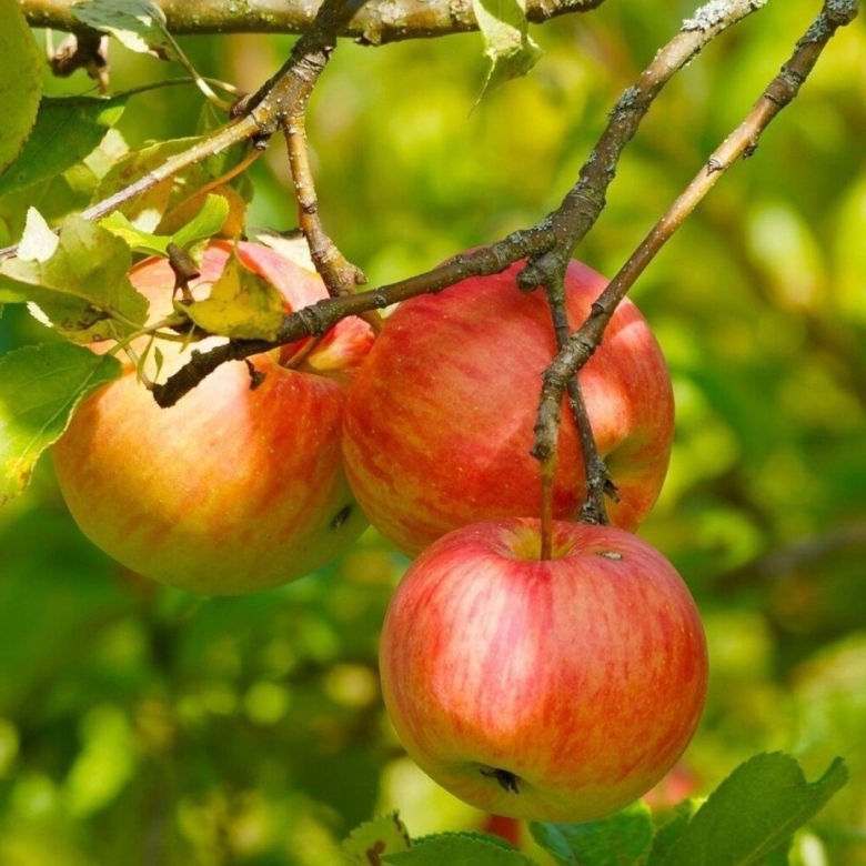 Яблоня яблочный спас