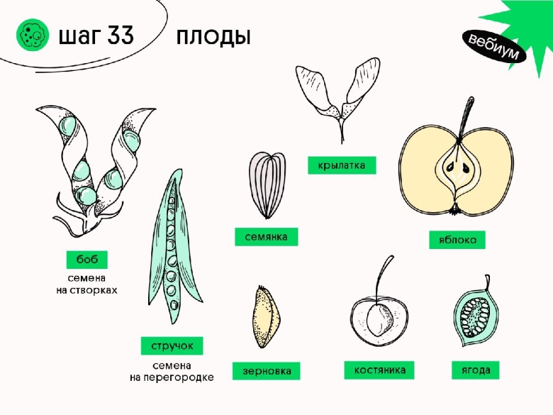 Плод семянка характерен для растений
