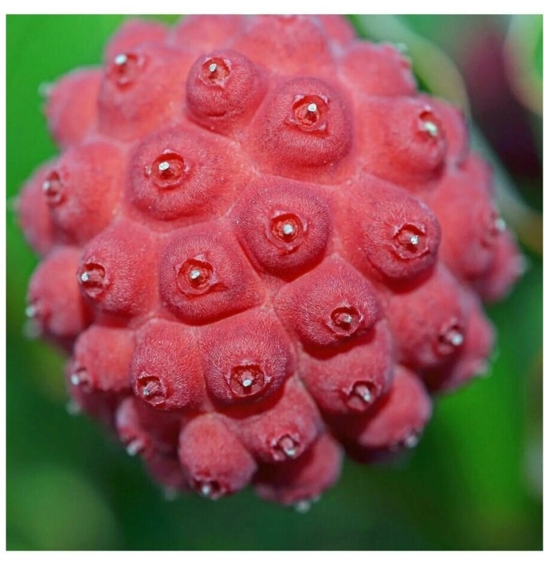 Кизил головчатый клубничное дерево