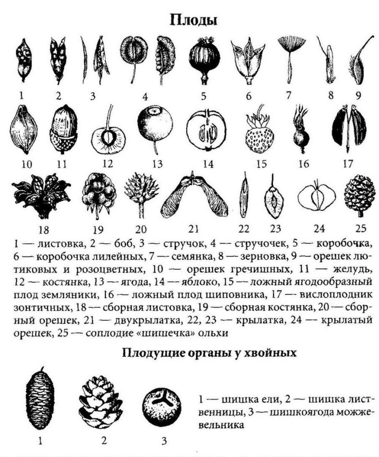 Типы плодов таблица коробочка Зерновка