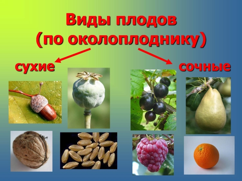 Типы плодов растений