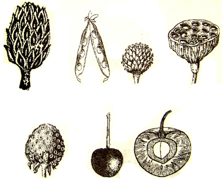 Плод апокарпий и монокарпий