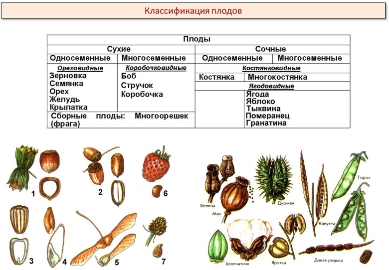 Классификация плодов у покрытосеменных растений