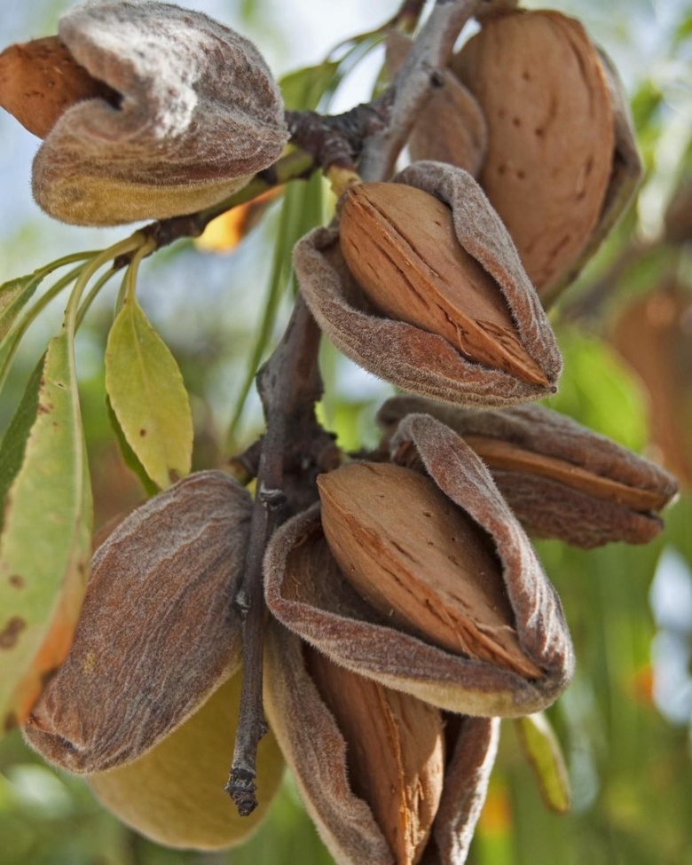 Миндаль Бухарский