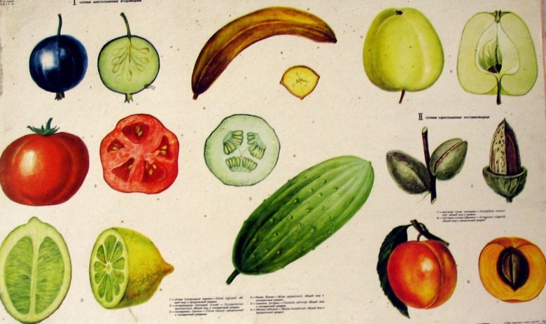 Сухие и сочные плоды