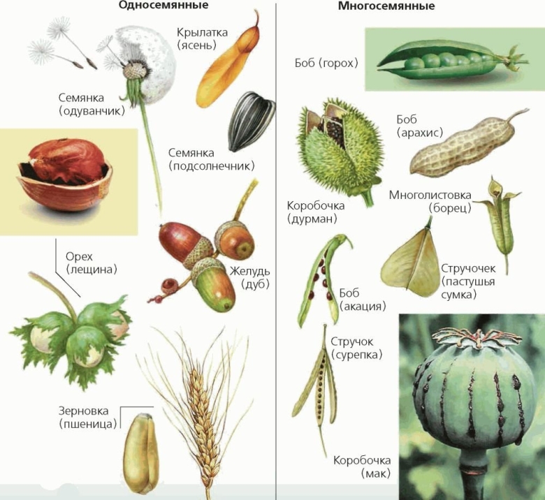 Сухие плоды односемянные и многосемянные