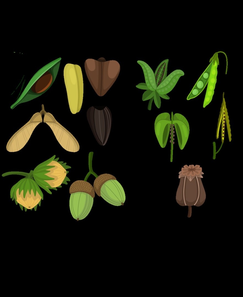 Строение плодов и семян